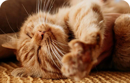 Intimidad desde la posición de dormir del gato.